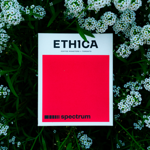 ETHICA SPECTRUM - Panama Flying Pumas "Jaguar" Geisha Anaerobic Natural